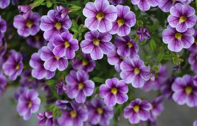 Обои фиолетовые, цветочки, Калибрахоа картинки на рабочий стол, раздел  цветы - скачать