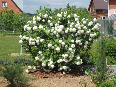 Купить Калина Бульденеж Розеум Viburnum opulus Roseum - в питомнике Флорини