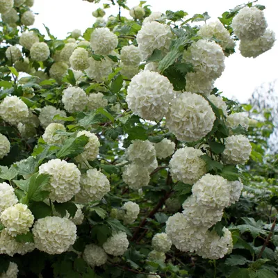 Калину Boule de Neige Roseum (Бульденеж Розеум) можно купить недорого с  доставкой в питомнике Любвитский