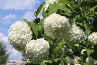 Калина Бульденеж - кустарник, усыпанный шикарными белыми шарами.  Рассказываю, как просто вырастить такое чудо | Росток🌷: заметки садовода |  Дзен