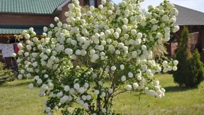 Калина бульденеж в ландшафтном дизайне: фото, посадка, уход