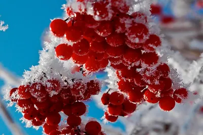Калина в снегу - 42 фото