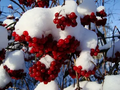 Калина обыкновенная зимой - 48 фото