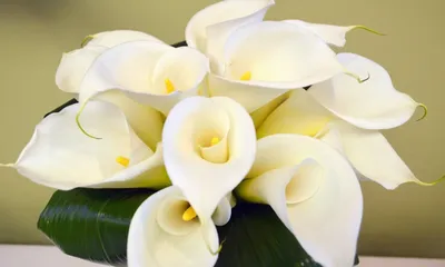Каллы цветы - 73 фото