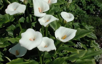 Картинка Каллы белые » Разные цветы » Цветы » Картинки 24 - скачать  картинки бесплатно