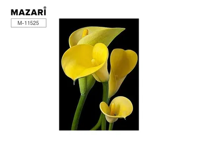 Желтые каллы (57 фото) | Каллы, Нарциссы, Лимонные цветы