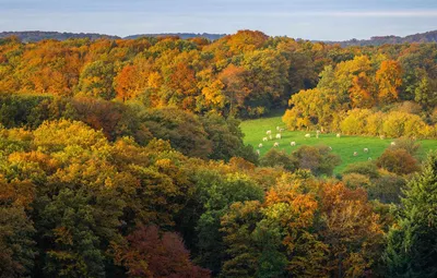 Обои осень, лес, холмы, Франция, Нормандия, Кальвадос картинки на рабочий  стол, раздел природа - скачать