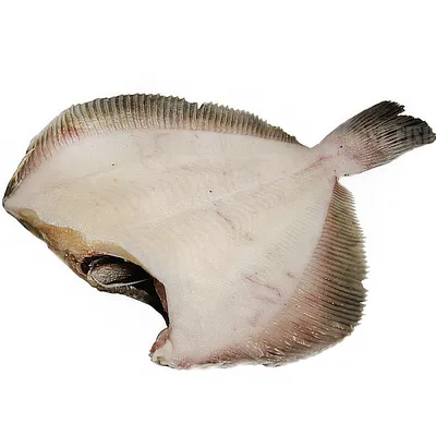 Камбала свежемороженая без головы 1-2 кг купить в Москве по цене 413 руб. –  FROST FISH