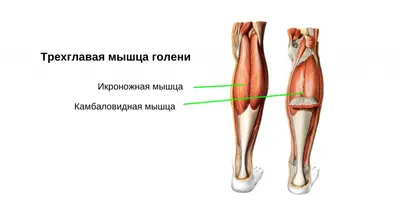 Камбаловидная мышца фотографии