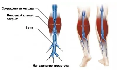 The Камбаловидная Мышца — стоковые фотографии и другие картинки 2015 -  2015, Анатомия, Белый фон - iStock