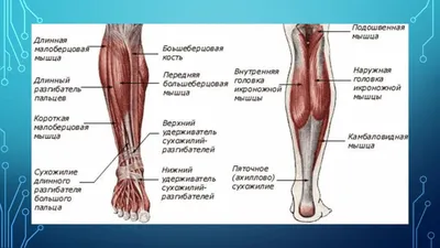 Камбаловидная мышца голени: где находится и как накачать | Икроножные мышцы,  Мышцы, Упражнения