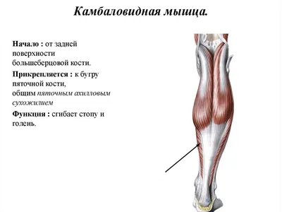 Икроножная мышца: пальпация и упражнение | Массаж.ру