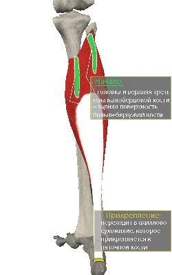 Трехглавая мышца голени - m. triceps surae