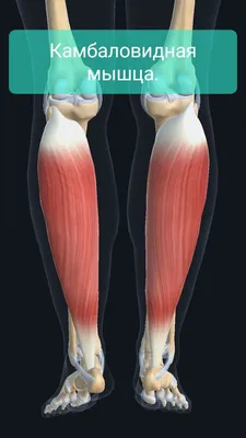 Трёхглавая мышца голени. Часть 2. Камбаловидная мышца. | Заметки  спортивного врача. | Дзен