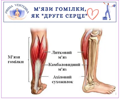 Самое эффективное упражнение для роста камбаловидной мышцы