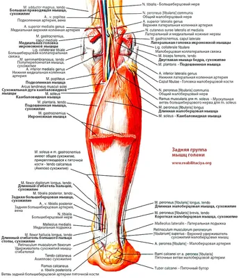 КАМБАЛОВИДНАЯ МЫШЦА — Medicort2020 «Медтехпоставка» на TenChat.ru