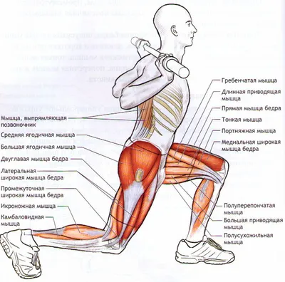ИКРОНОЖНЫЕ МЫШЦЫ Что делают: выполняют роль стабилизатора при беге,  принимают на себя нагрузку при приземлении.. | ВКонтакте