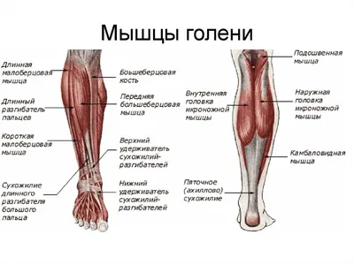 The Камбаловидная Мышца — стоковые фотографии и другие картинки Камбаловидная  мышца - Камбаловидная мышца, 2015, Анатомия - iStock