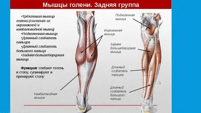 Морфофункциональные особенности камбаловидной мышцы - Кадырова -  Неврологический вестник