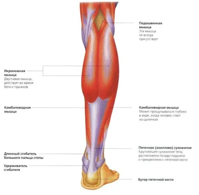 Икроножная и камбаловидная мышцы: «второе сердце» вашего организма | Мышцы,  Икроножные мышцы, Силовые упражнения для ног