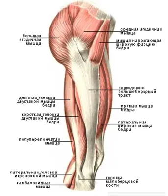 БЕРЕГ - 👉🏻 Икроножная мышца — это двуглавая мышца на задней поверхности  голени. Расположена она над камбаловидной мышцей, вместе с которой крепится  к пятке через толстое ахиллово сухожилие. Для тренировки икроножных мышц