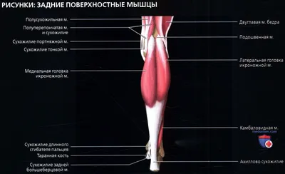 Камбаловидная Мышца С Анатомическими Костями Ног Скелет Структуры Контур  Диаграммы — стоковая векторная графика и другие изображения на тему Камбаловидная  мышца - iStock