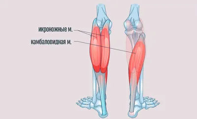 Камбаловидные мышцы | Джая / всё о йоге и здоровье | Дзен