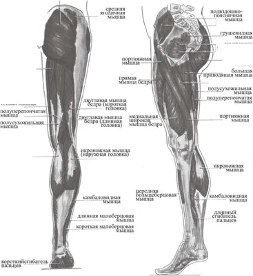 Трехглавая мышца голени - m. triceps surae