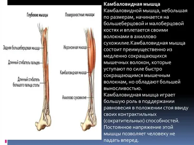 Подъемы на носки сидя - техника выполнения упражнения, как правильно  выполнять упражнение