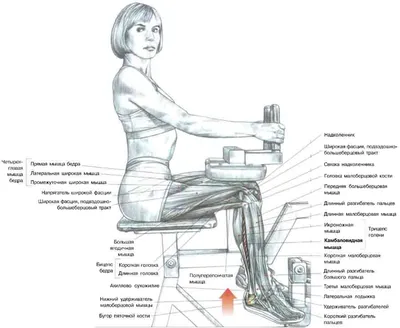 мышцы ног | Массаж.ру