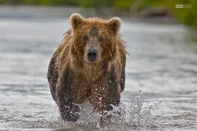 wildlifephoto.ru: Камчатский бурый медведь Камчатский бурый медведь