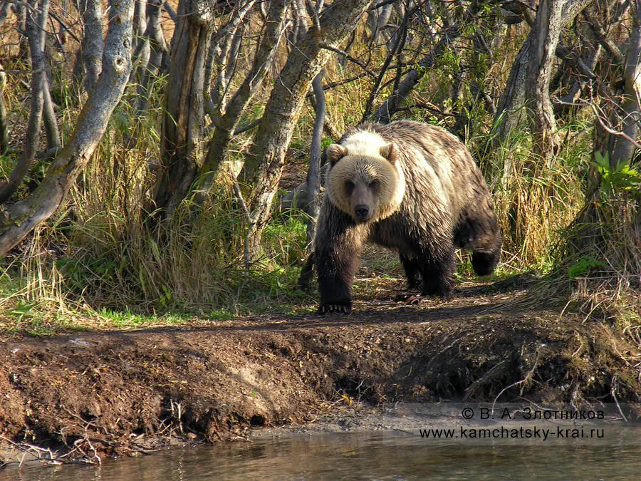 Описание фотографии камчатский бурый медведь. Кроноцкий заповедник бурый медведь. Камчатский бурый медведь. Медведь идет. Животные леса Камчатки погибают.