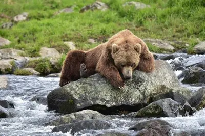 бурый взрослый медведь в воде. вид спереди. камчатский бурый медведь :  Ursus Arctos Piscator. камч Стоковое Фото - изображение насчитывающей  россия, гризли: 226818912