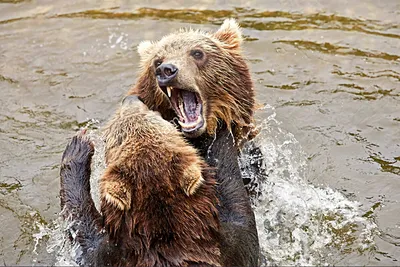 Медведи в естественной среде Камчатки (морская прогулка по бухте  Авачинская, скала Три Брата, морская рыбалка, горное озеро Двухюрточное,  лососёвая рыбалка на озере, 8 дней + авиа) - Туры на Камчатку из Москвы