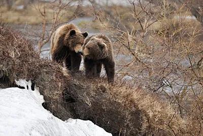 Камчатский Бурый Медведь