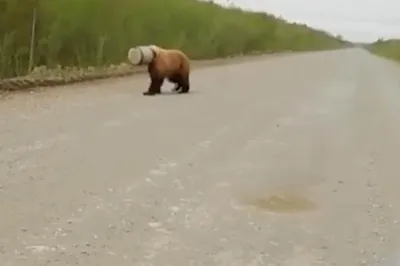 Камчатка. Медведи Курильского озера.. Фотограф Андрей Грачев