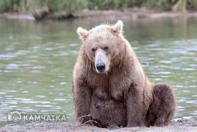 Весна. Камчатка. Медведь - Русский охотничий портал