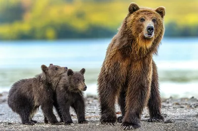 бурый взрослый медведь в воде. вид спереди. камчатский бурый медведь :  Ursus Arctos Piscator. камч Стоковое Изображение - изображение  насчитывающей озеро, естественно: 226818819