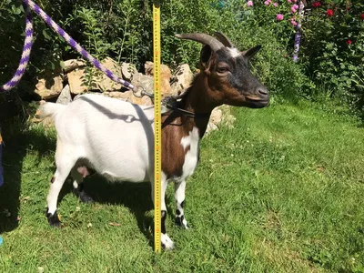 Cameroonian goats - ИСТОРИЯ ВОЗНИКНОВЕНИЯ КАМЕРУНСКОЙ ПОРОДЫ🐐. Камерунская  – одна из самых древних пород коз. История ее происхождения берет начало в  Африке, в Камеруне, и насчитывает уже более 10 тысяч лет. Это