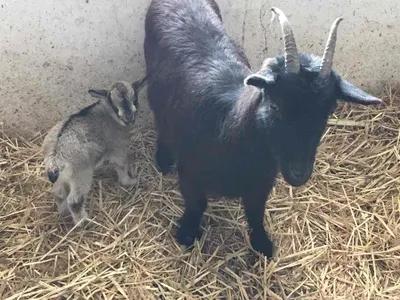 В Гродненском зоопарке пополнение - три малыша камерунских коз