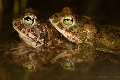 Natterjack Жаба В Воде — стоковые фотографии и другие картинки Камышовая  жаба - Камышовая жаба, 2015, Anura - iStock