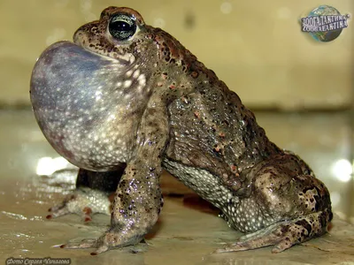 Камышовая жаба (59 фото) - красивые фото и картинки pofoto.club