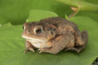 Этой весной в Вескиярве насчитали рекордное количество самцов камышовых жаб  | Экология | ERR