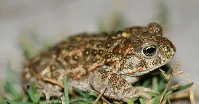 Камышовая жаба или вонючая жаба (лат. Bufo calamita) | Yoga kurse,  Trainieren, Dehnen