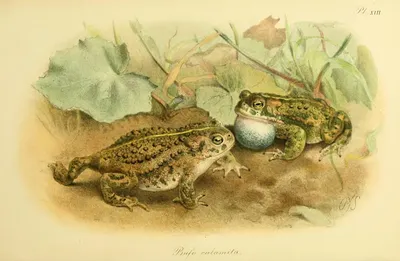 австралийская камышовая лягушка на животном шкафу лотос-буд Стоковое  Изображение - изображение насчитывающей беспозвоночные, жаба: 228488401