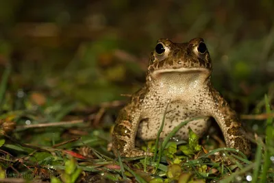 Камышовая жаба на монете | Пикабу
