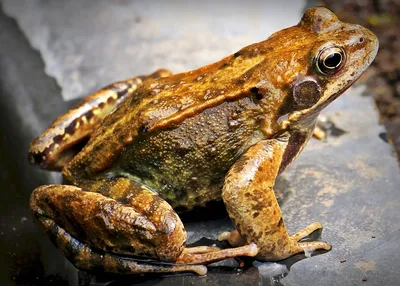 Natterjack. Жаба по болоту дер шлеп дер шлеп. Вы же знаете этот анекдот!? |  Пикабу