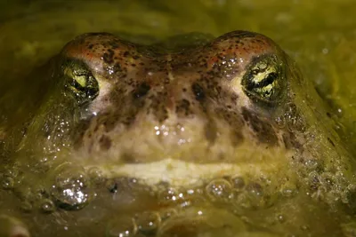Вьетнамская горная жаба - Жабы | Некоммерческий учебно-познавательный  интернет-портал Зоогалактика