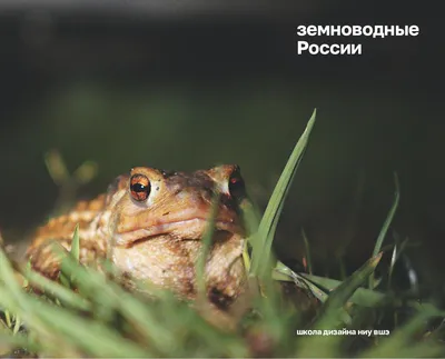 Зеленая жаба - Bufo viridis Laur., 1768 [1977 Банников А.Г., Даревский  И.С., Ищенко В.Г., Рустамов А.К., Щербак Н.Н. - Определитель земноводных и  пресмыкающихся фауны СССР]