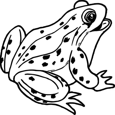 Камышовая жаба – самая громкая среди жаб | Мур ТВ